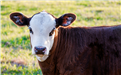 A Herford baby cow gives a startled look straight at the camera.