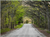 A tunnel canopy of beautiful green trees lines a county road.