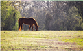 A stunning image of a lone horse grazing in a pasture of green grass.