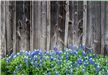 An image of a rustic barn wall graced by stunning bluebonnets. 