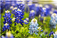 A closeup of a patch of bluebonnets. 