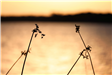 An image of single stem flowers with the golden water of the lake in the background. 