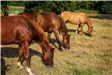 An image of three stunning horses grazing side by side near a pond. 