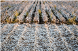 An image of a field full of cotton ready to harvest. 