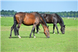 Grazing horses in an open field