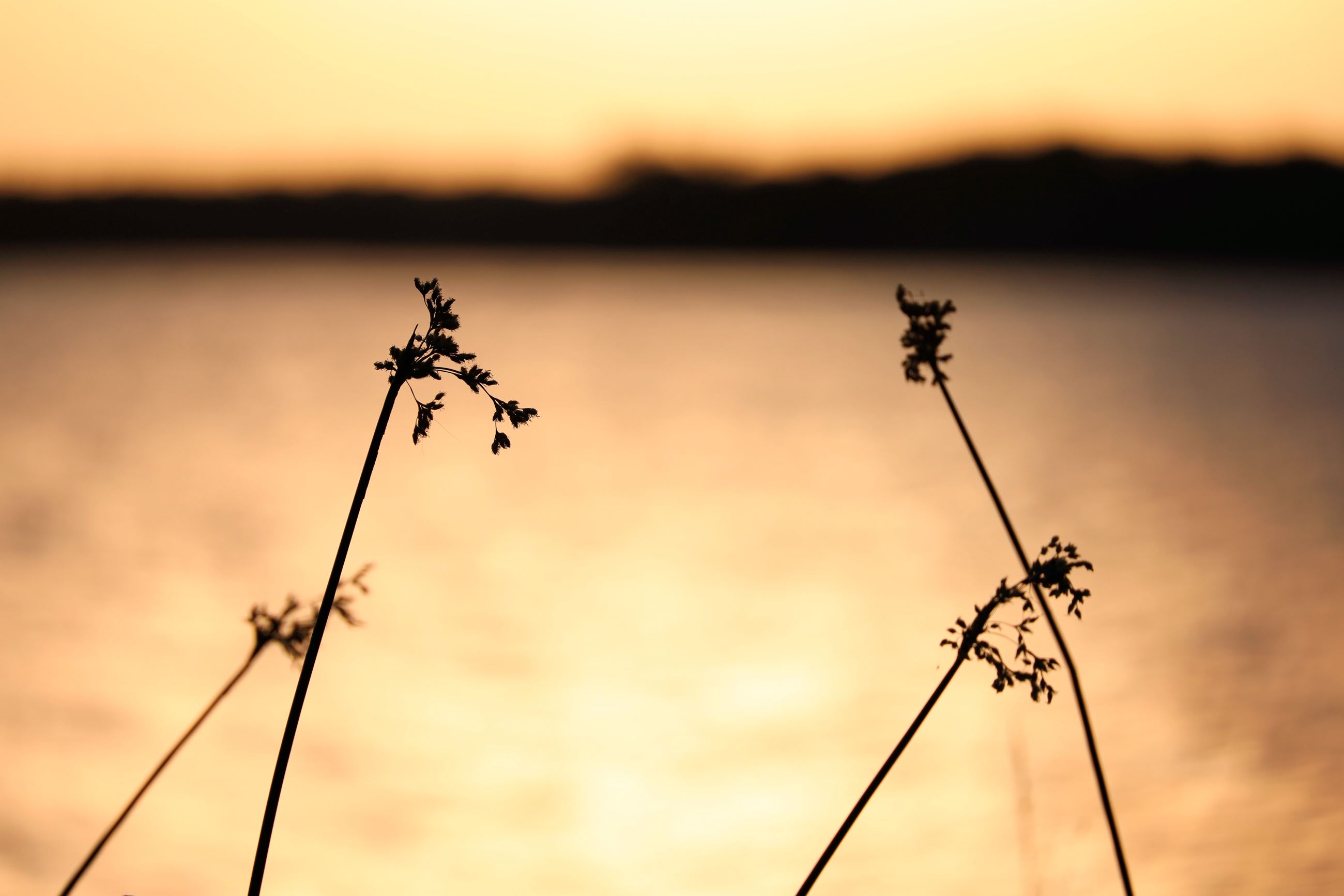 An image of single stem flowers with the golden water of the lake in the background. 