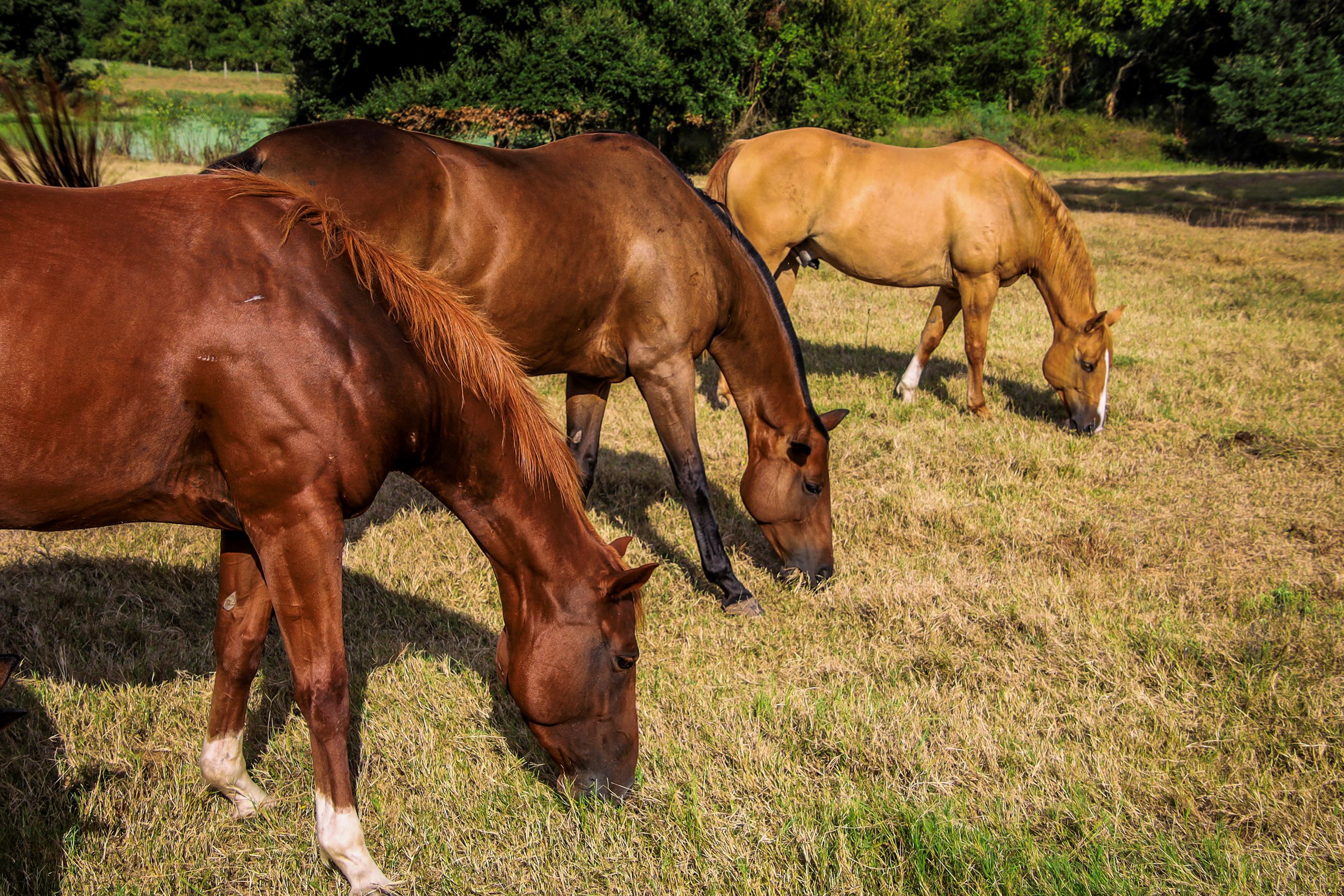 An image of three stunning horses grazing side by side near a pond. 