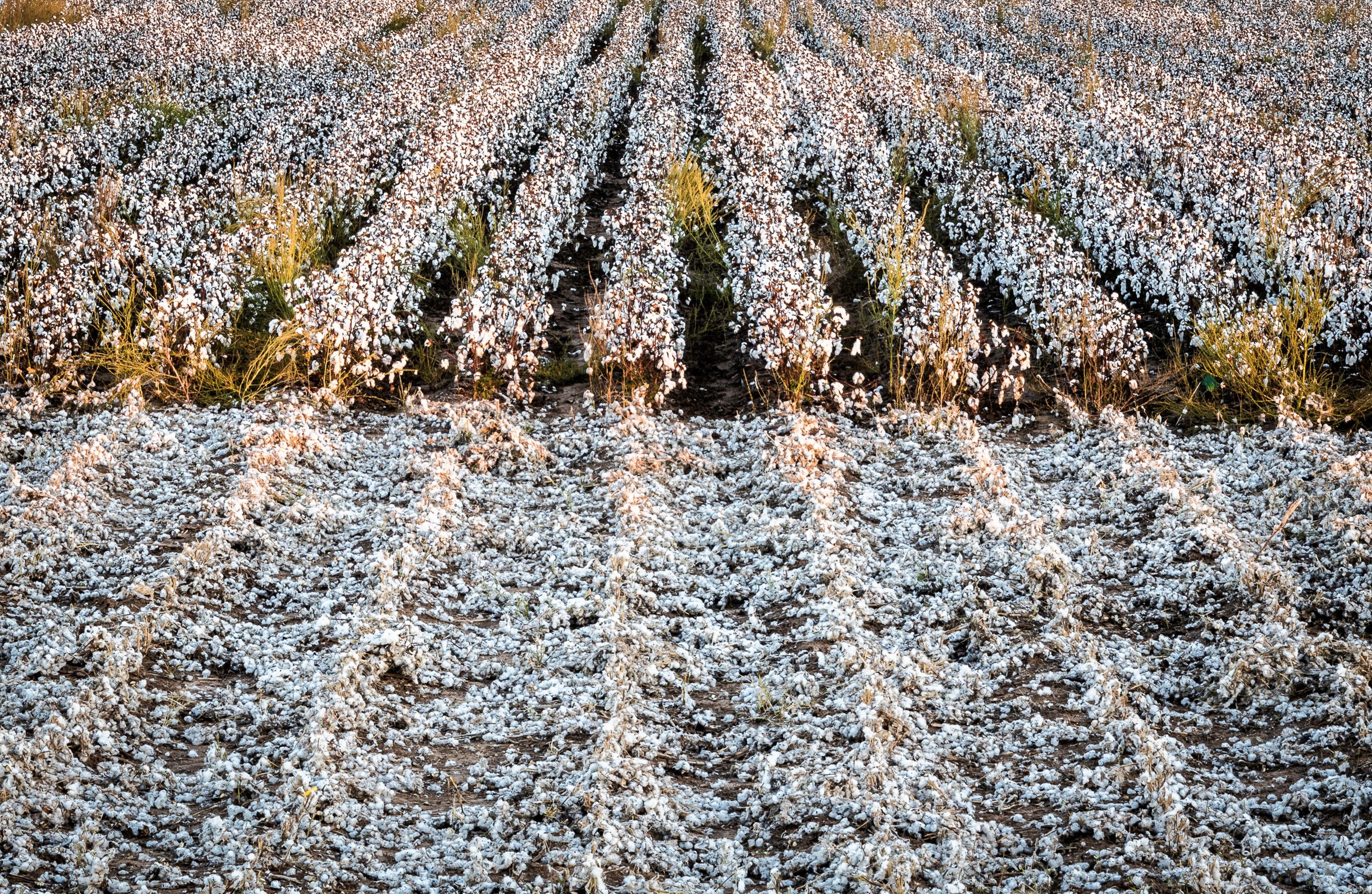 An image of a field full of cotton ready to harvest. 