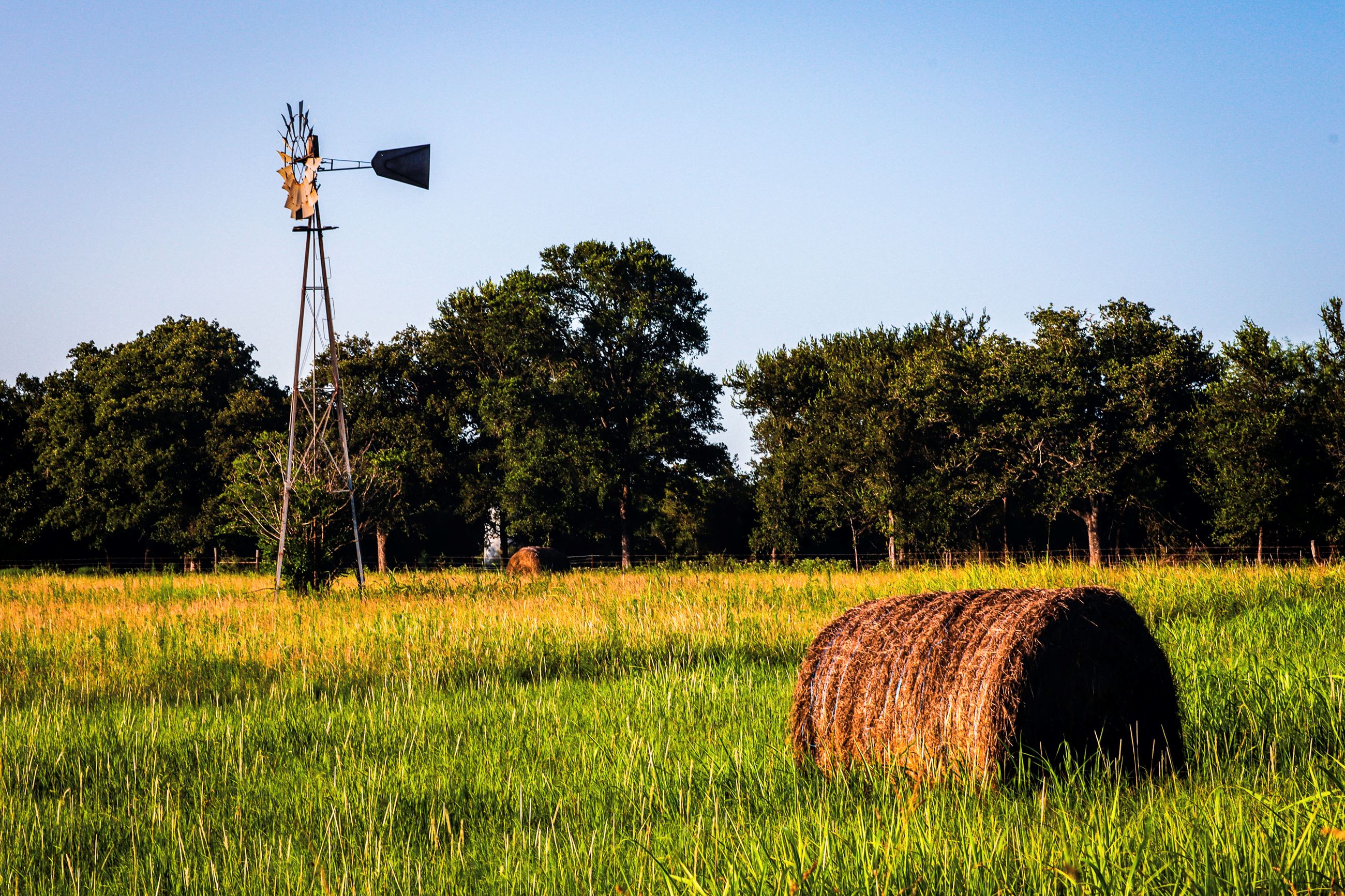 An image of a windmill and a round bale of hay resting in a field of tall green grass. 