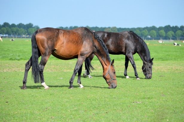 Grazing horses in an open field
