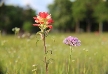 Flowers in Field