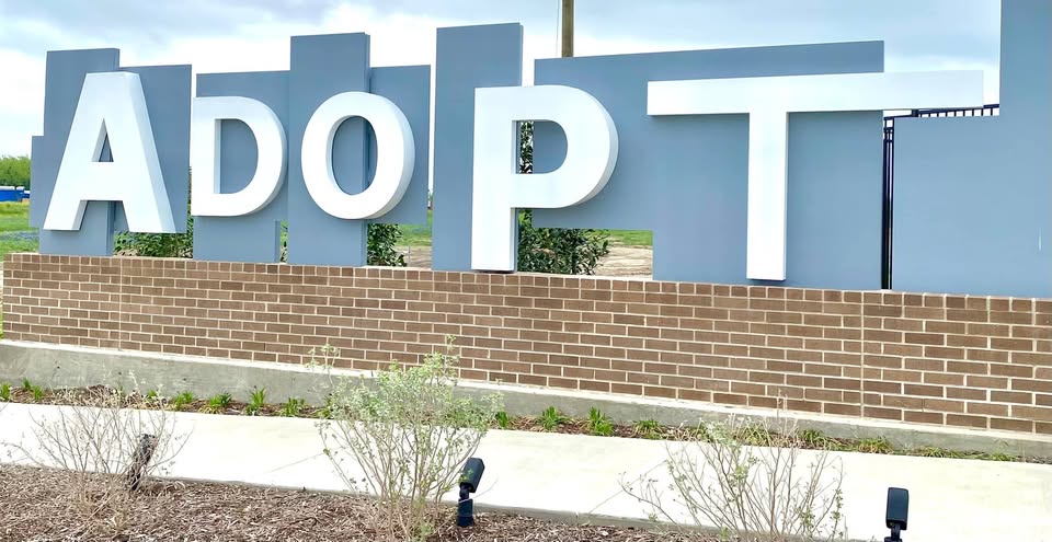 pet adoption